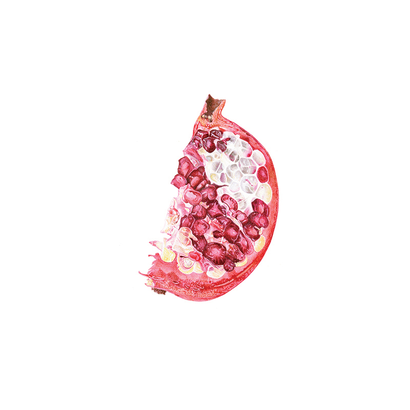 pom-slice Pomegranate slice print